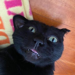 Meet your Posher, Leah